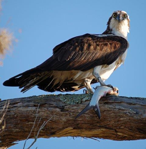 Juvenile Osprey Homosassa River